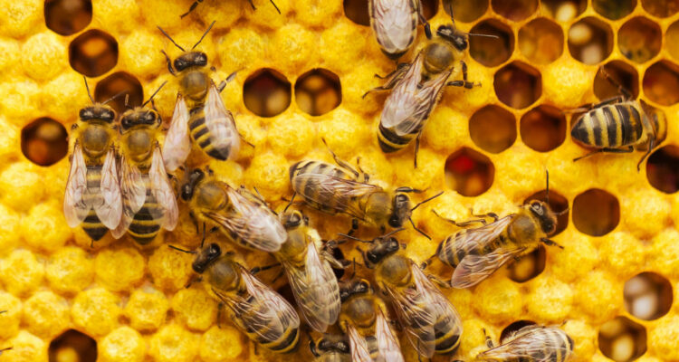 A falta de polen, científicos crean un “superalimento” para salvar a las abejas melíferas