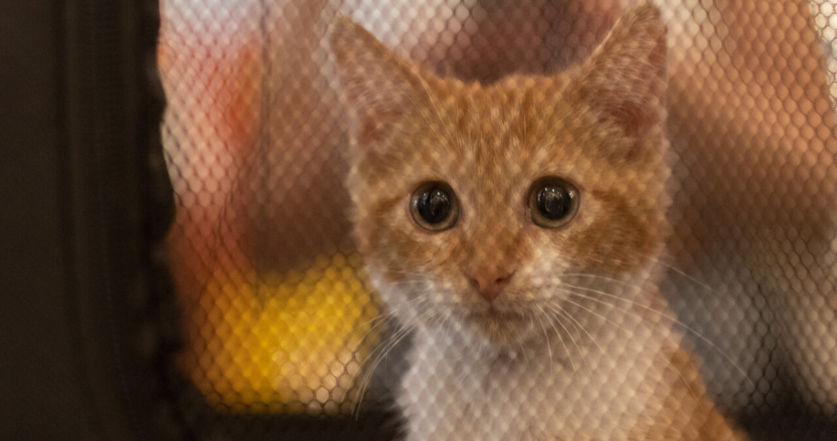 Jornada de adopción de gatos