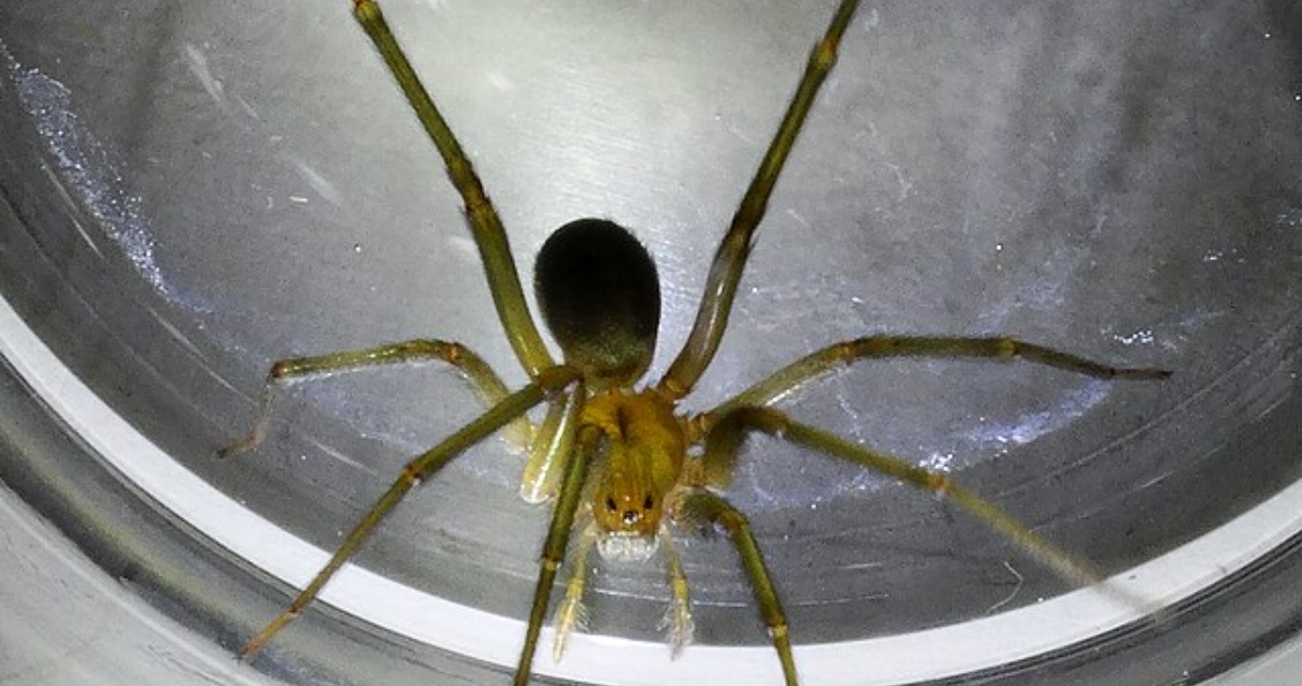 Araña de rincón