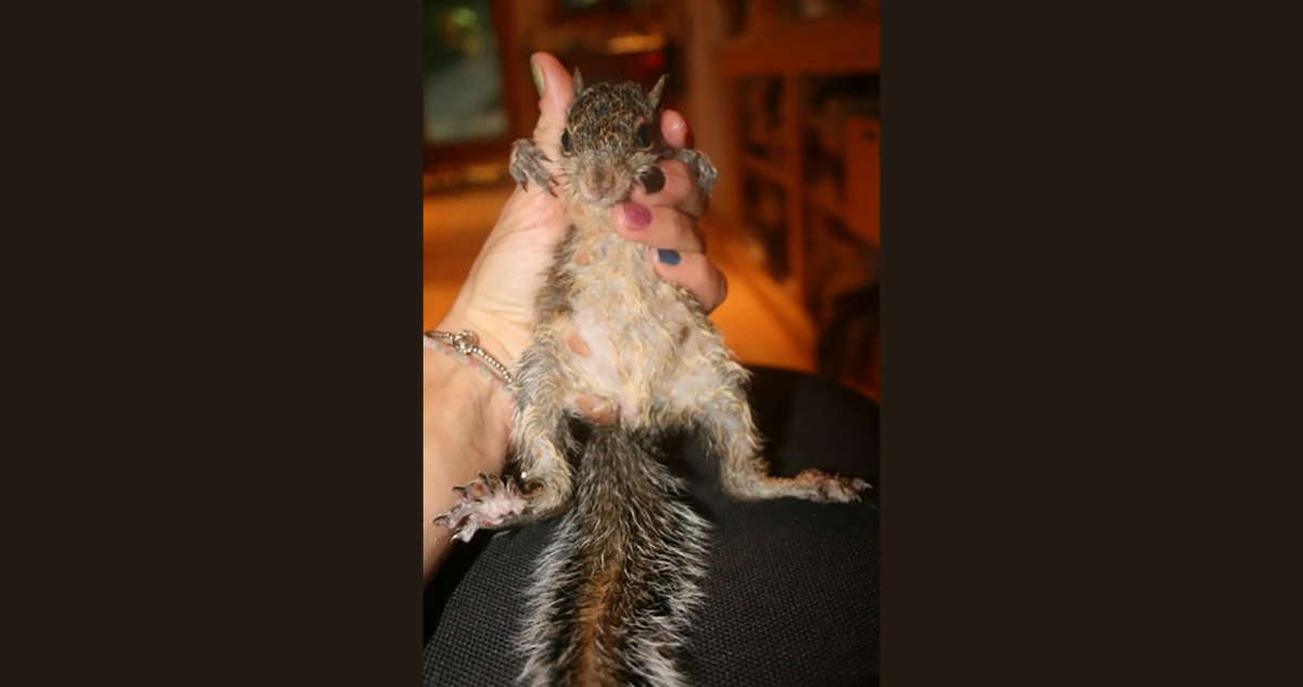 Ardillas con verrugas en EEUU