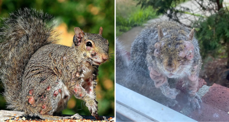 Ardillas zombie en EEUU