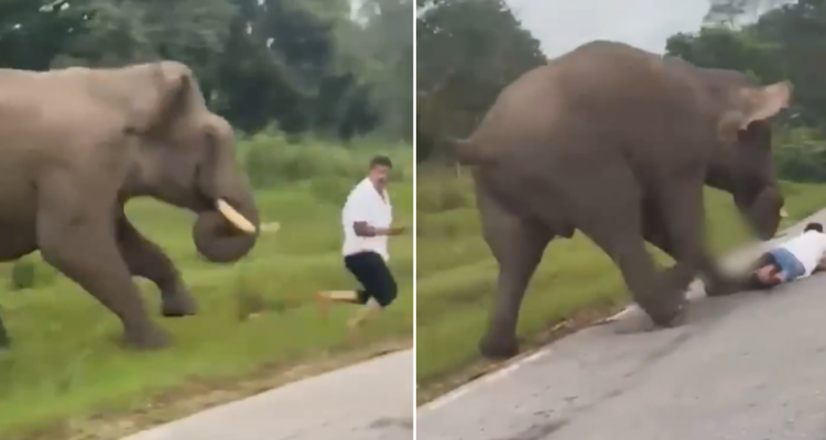 Ataque de elefante a turista
