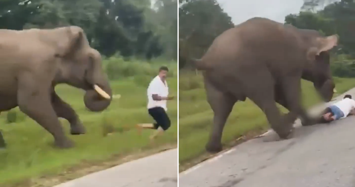 Ataque de elefante a turista