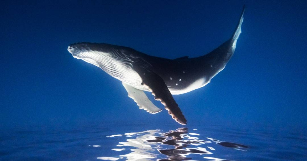 Alerta por contaminación que amenaza a la ballena azul