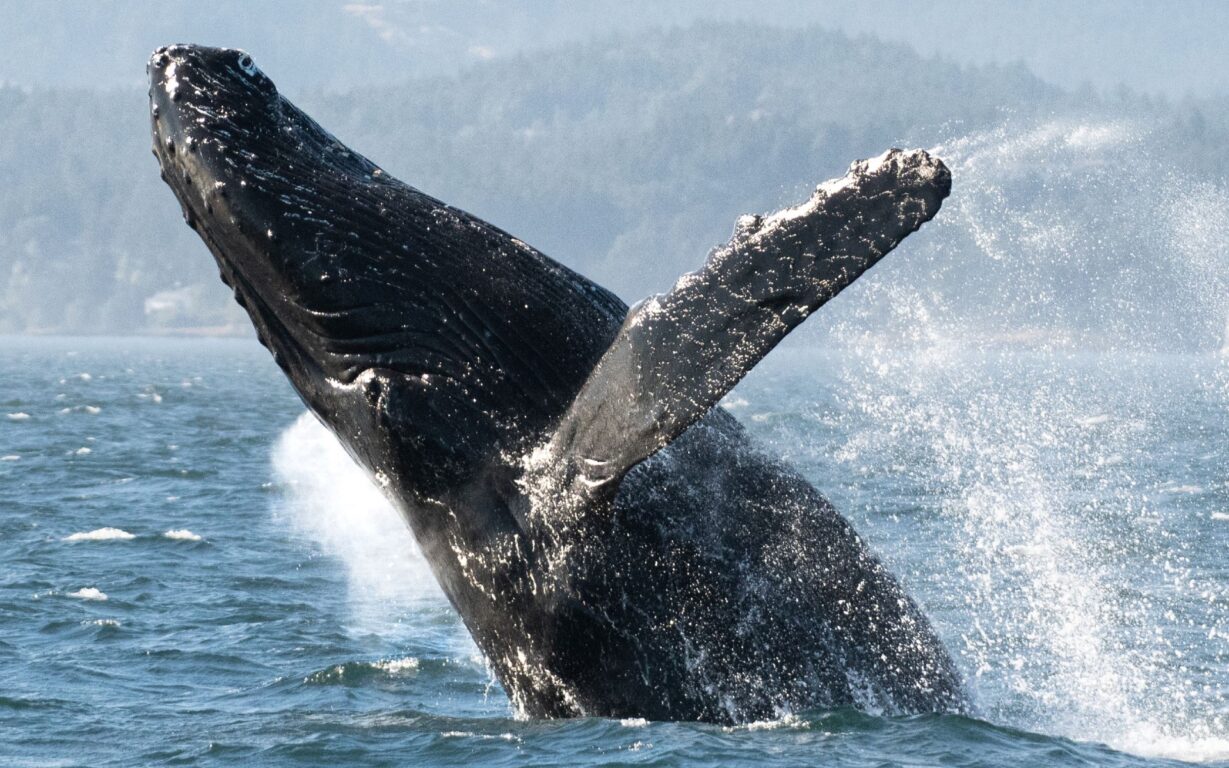 Ballena jorobada