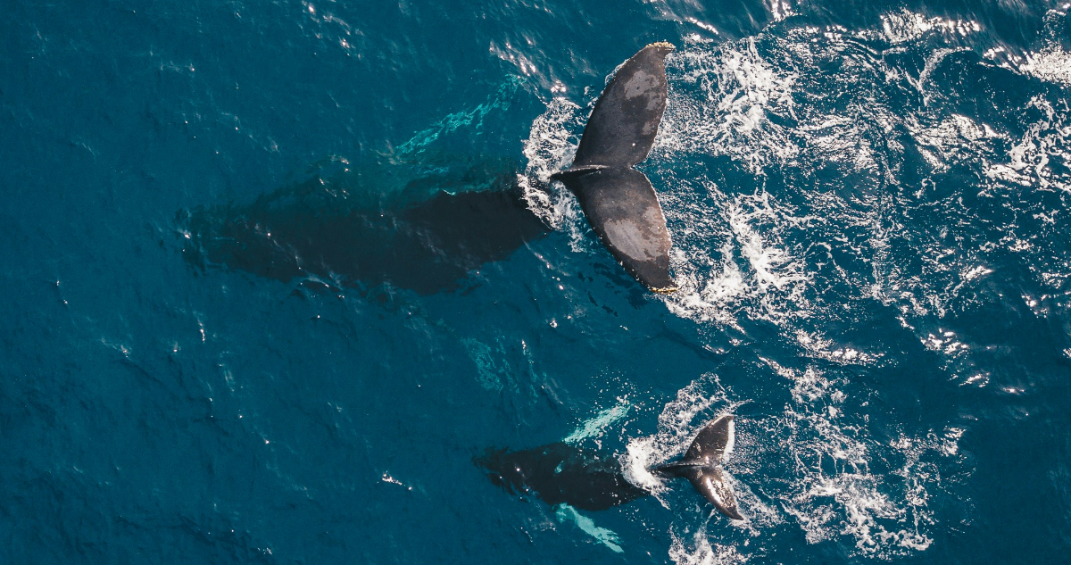 Foto de una ballena jorobada y su cría, para ilustrar nota sobre hidrógeno verde