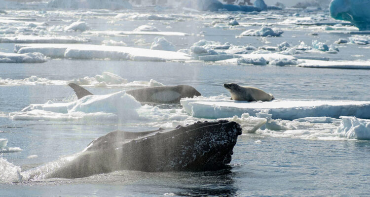 Ballenas yubartas salvan a foca de orcas