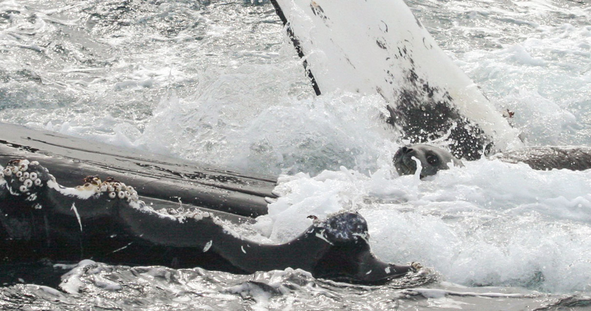 Ballenas jorobadas salvan a foca