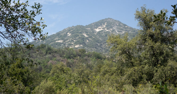 Boque mediterráneo chileno