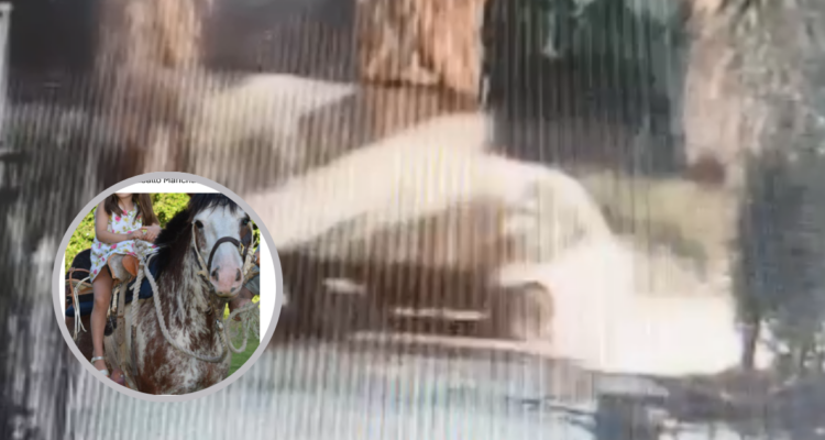 Familia denuncia robo de caballos a familia en Talagante