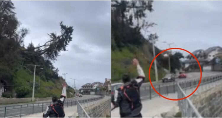 Caída de árbol en avenida Borgoño de Reñaca, arrasa con poste y casi impacta a vehículos