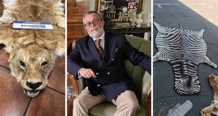 Camilo Sanhueza pieles animales