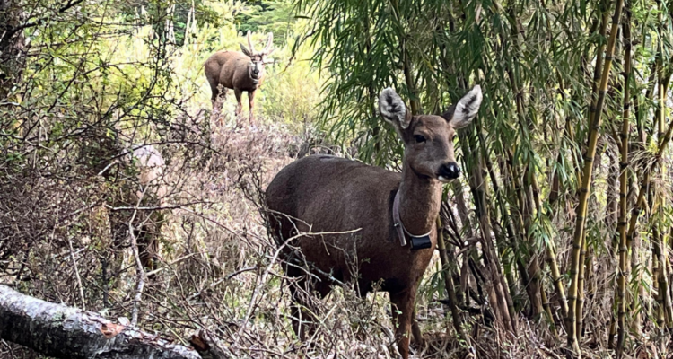Cerca de 40 huemules llevan adelante la repoblación de su especie en la zona cordillerana de Los Ríos