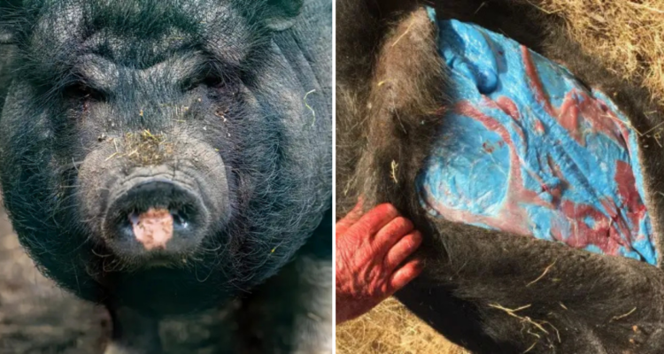 Cerdos de carne azul