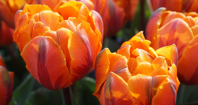 Chile podría quedarse sin tulipanes, gladiolos y liliums por nueva resolución del SAG