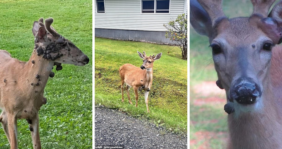 Ciervos enfermos en EEUU