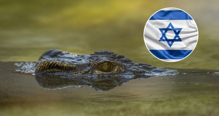 Israel ejecuta cocodrilos caníbales en Cisjordania ocupada: eso sí, no se sabe cuántos ni el método