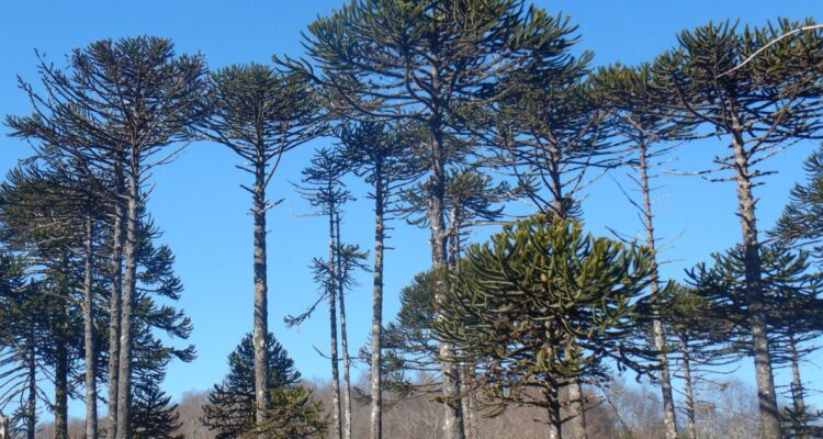 patrimonio.bienes.cl