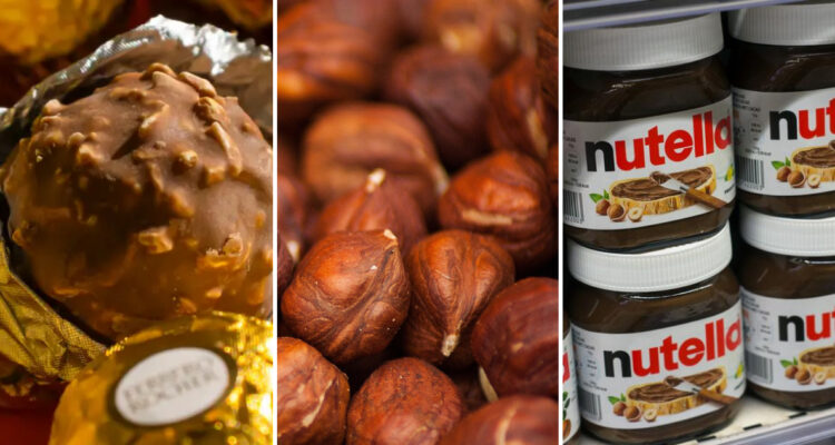 Golosos en alerta: crisis de la avellanas remece precios y golpearía a los amantes de la Nutella