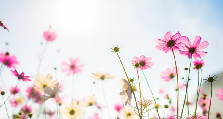 Cuándo inicia la primavera 2025 en Chile: revisa la hora y fecha exacta