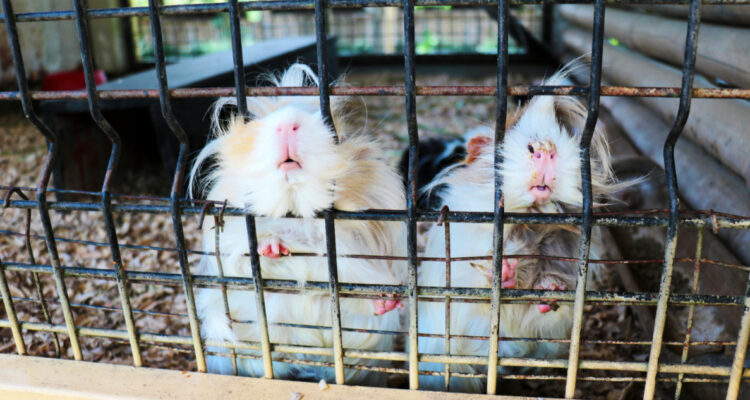 Critican a zoológico danés tras pedir a la gente que donen animales para alimentar a sus depredadores