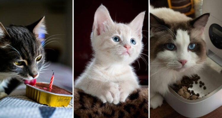 Más allá de la comida: los otros productos que los dueños de gatos buscan y mueven al mercado