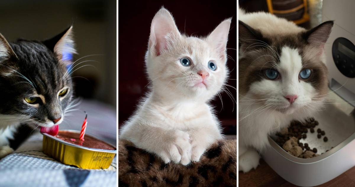 Más allá de la comida: los otros productos que los dueños de gatos buscan y mueven al mercado