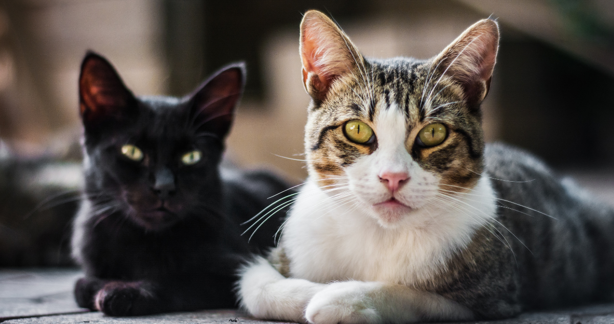 Por qué el Día del Gato se celebra en agosto y las razones detrás de su cambio de comportamiento
