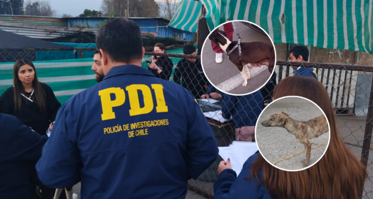 Agrupación animalista de la RM denuncia crueles condiciones de galgos en Mostazal: PDI rescata a 16