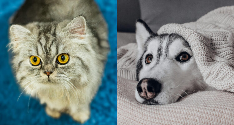 Cómo proteger a tu mascota de enfermedades respiratorias: estos son los síntomas más comunes