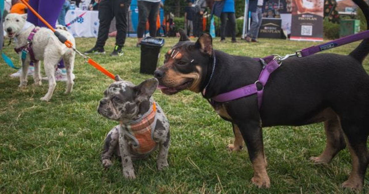 Expo Patitas