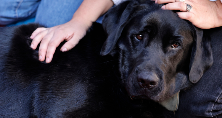 Vecinos en Los Ángeles denuncian envenenamiento de perros al interior de condominio
