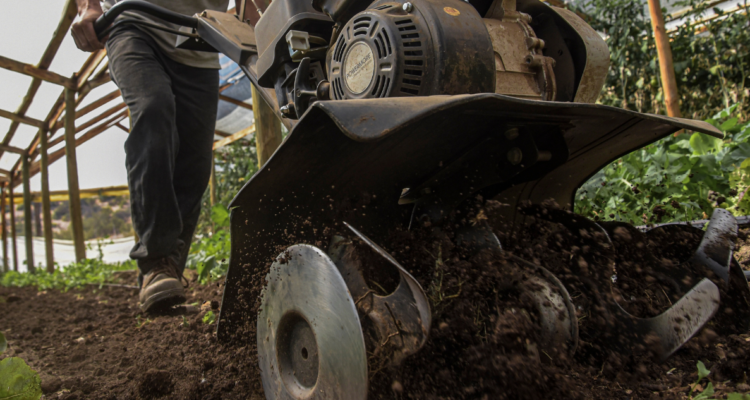 Suspenden faenas de empresa agrícola en Victoria por graves incumplimientos sanitarios