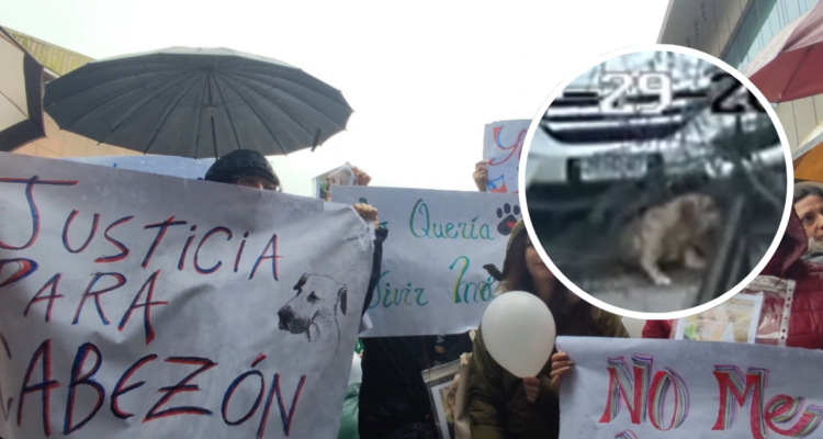 Interponen denuncia contra abogado que atropelló a querido perro comunitario en Hualpén