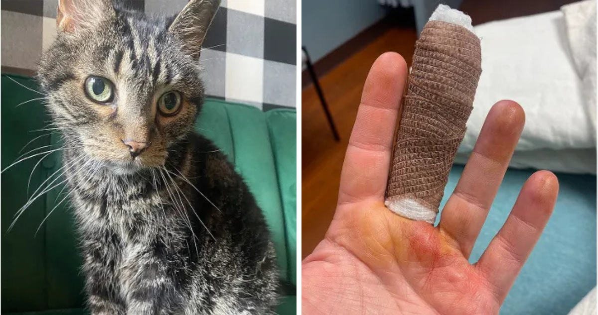 Gato rasguño