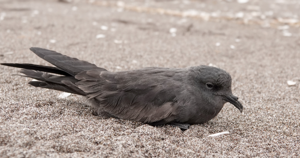 Golondrina de mar negra