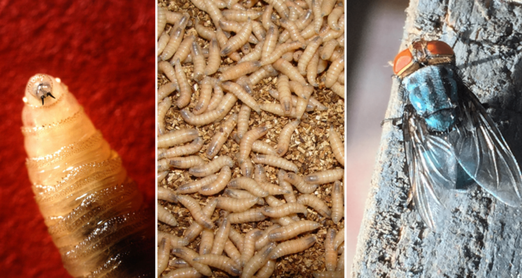 Qué es el gusano barrenador, el parásito carnívoro recientemente hallado en Estados Unidos