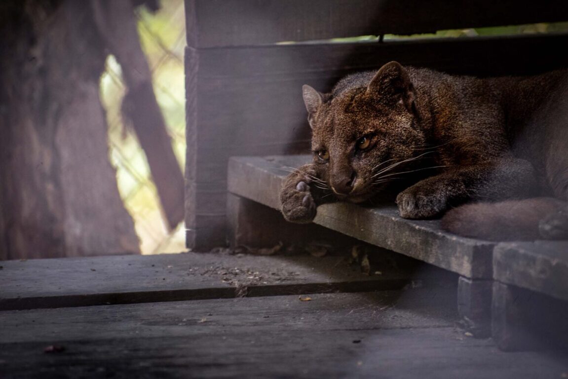Hermanos yaguarandíes