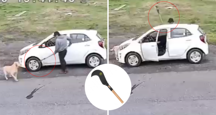 Hombre se bajó de auto para golpear a perro con herramienta en nuevo caso de maltrato en Los Ángeles