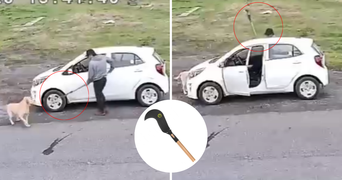 Hombre se bajó de auto para golpear a perro con herramienta en nuevo caso de maltrato en Los Ángeles