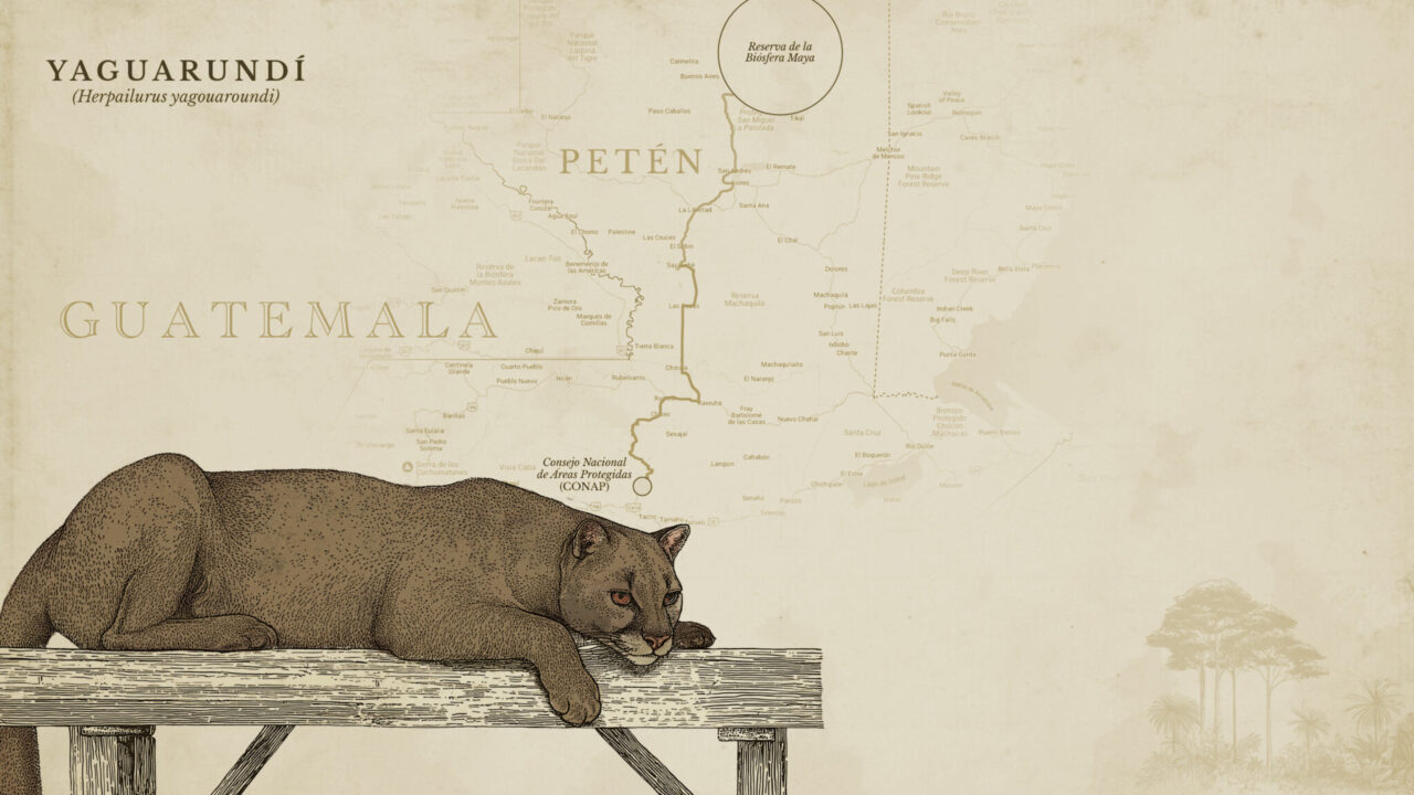 Yaguarandíes en Guatemala