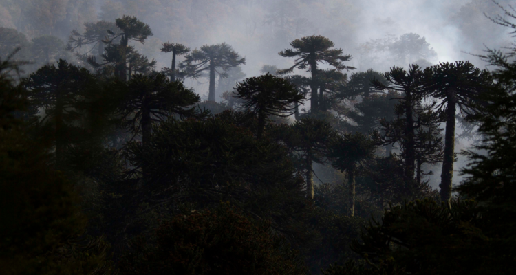 Incoherencia total: a 30 años del informe sobre bosque nativo del Banco Central