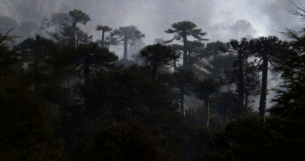 Incoherencia total: a 30 años del informe sobre bosque nativo del Banco Central
