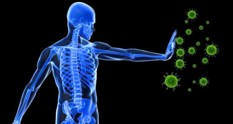 Investigadores descubren la “fuente de la juventud” del sistema inmunitario