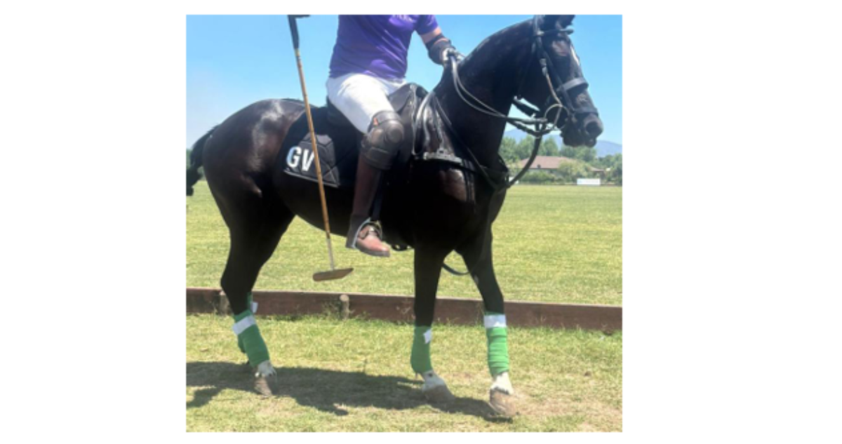 Denuncian robo de caballos a familia en Talagante 