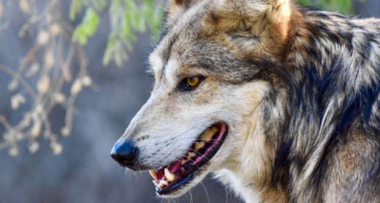 Niño de 6 años es atacado y arrastrado a un bosque por un lobo en Países Bajos: sobrevivió