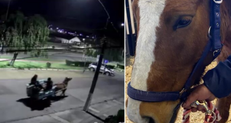 Luis Miguel, el caballo de la banda carreta chorros fue rescatado y adoptado por una familia