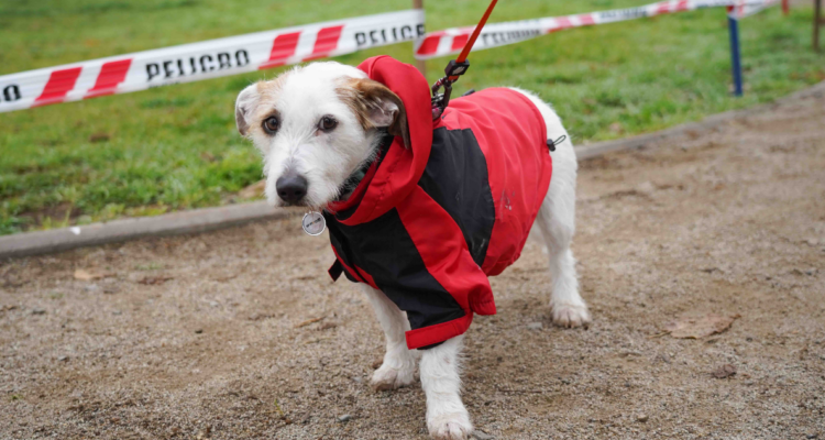Dispositivos de geolocalización de mascotas