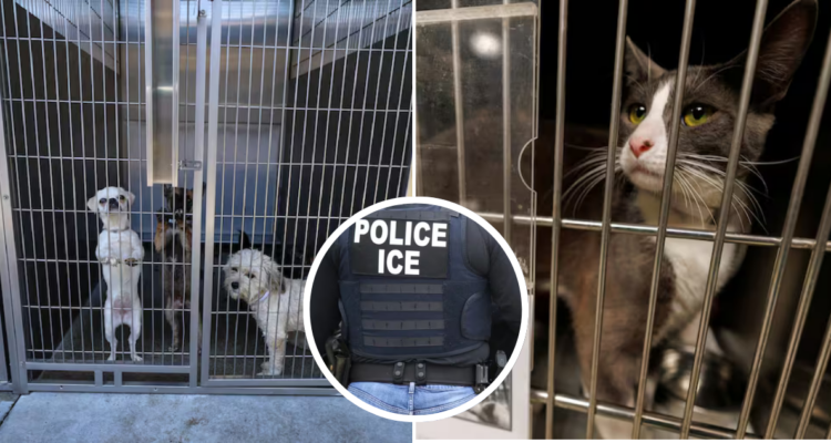 Mascotas en medio de deportaciones en EEUU