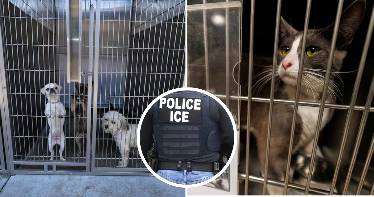 Mascotas en medio de deportaciones en EEUU